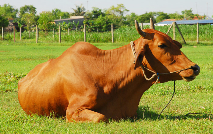 Cách điều trị bệnh chướng hơi dạ cỏ ở trâu bò