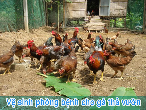 Cách chăn nuôi, vệ sinh phòng bệnh cho gà thả vườn