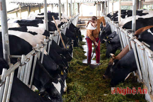 Thu nhập gần 200 triệu đồng/tháng nhờ chăn nuôi bò sữa