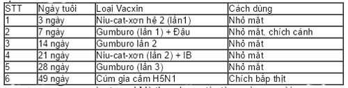 Phòng ngừa bệnh cho gà bằng vắc xin