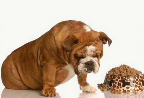 9 loại thực phẩm tuyệt đối không dùng cho chó