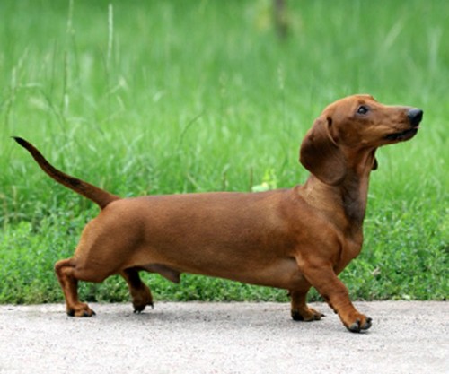 cho-dachshund