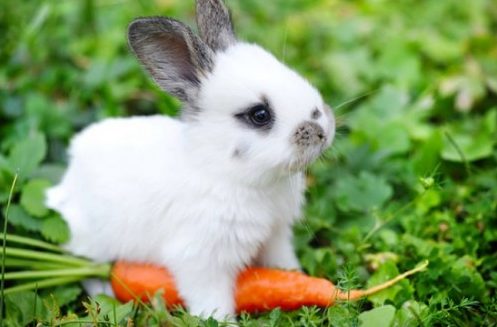 Làm gì khi thỏ bị tiêu chảy?