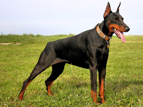 huan-luyen-cho-doberman2