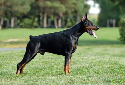 Những tính cách đặc trưng của chó Doberman - 2