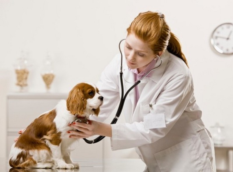 Rầm rộ tuyển dụng bác sĩ thú y